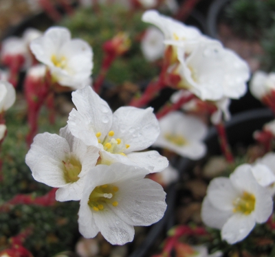 Saxifraga 'Mrs Helen Terry' (x salmonica)